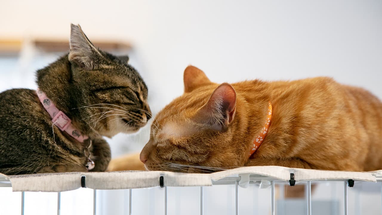 「猫を愛する人たちの想いを形に…」