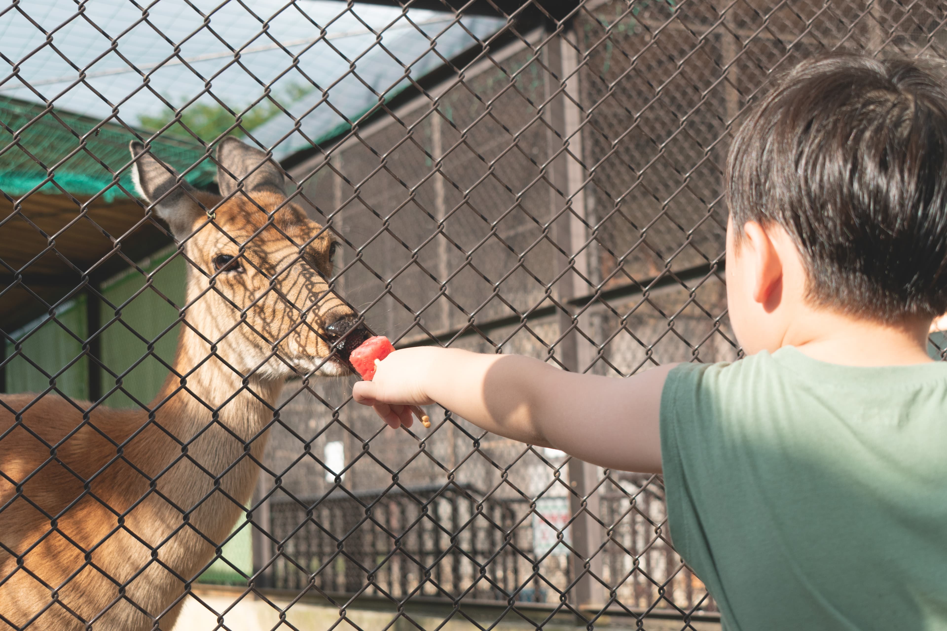 役場庁舎の隣にある、歴史ある町の小さな動物園のリニューアルプロジェクト