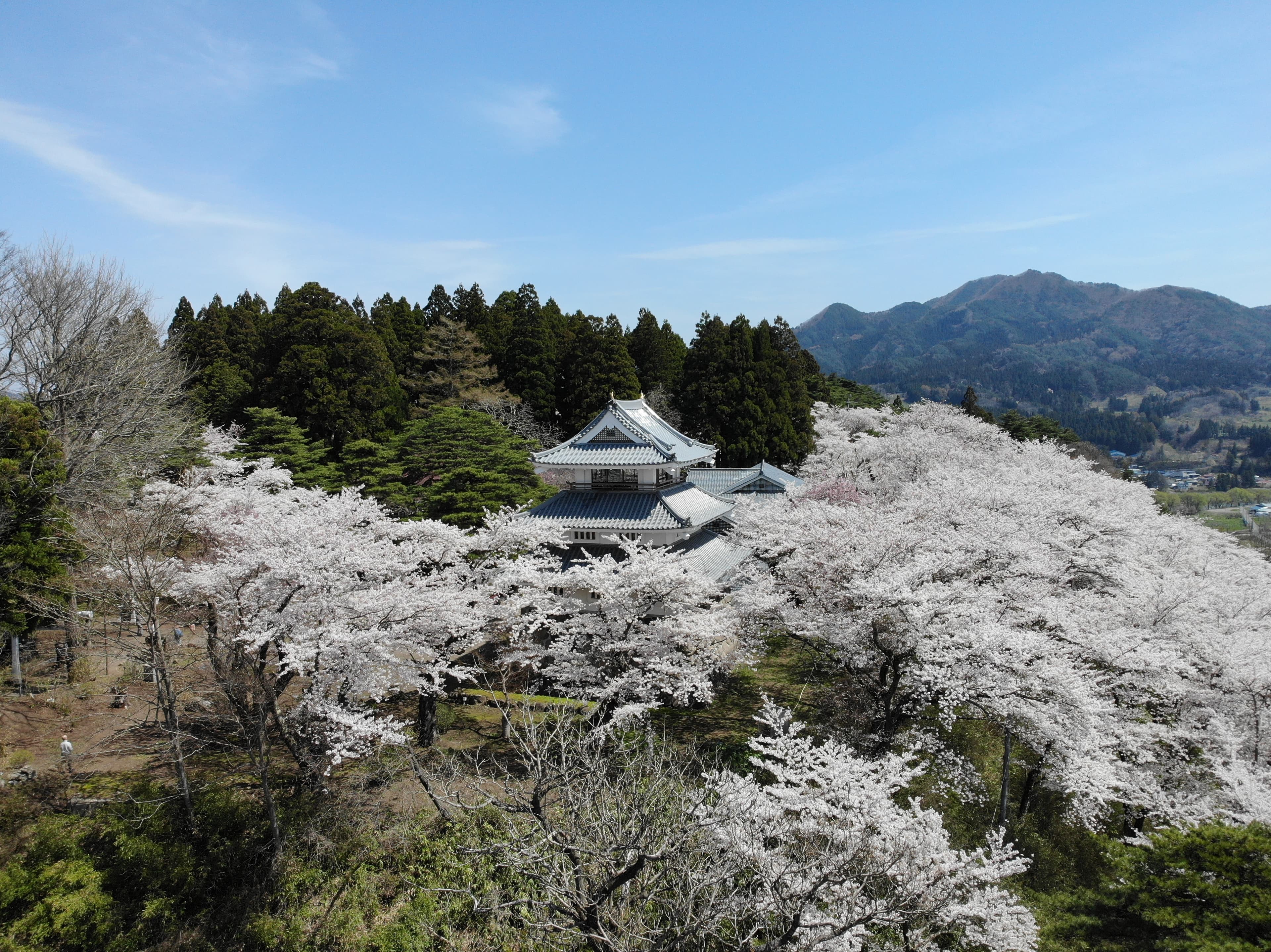 未来へつなぐ桜の景色－「城山の桜」復活へ－